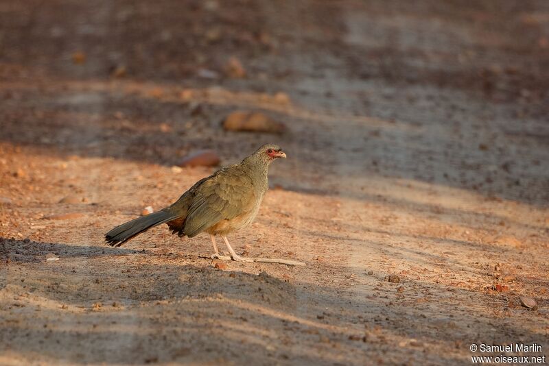 Chaco Chachalacaadult