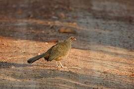 Chaco Chachalaca