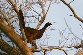 Speckled Chachalaca