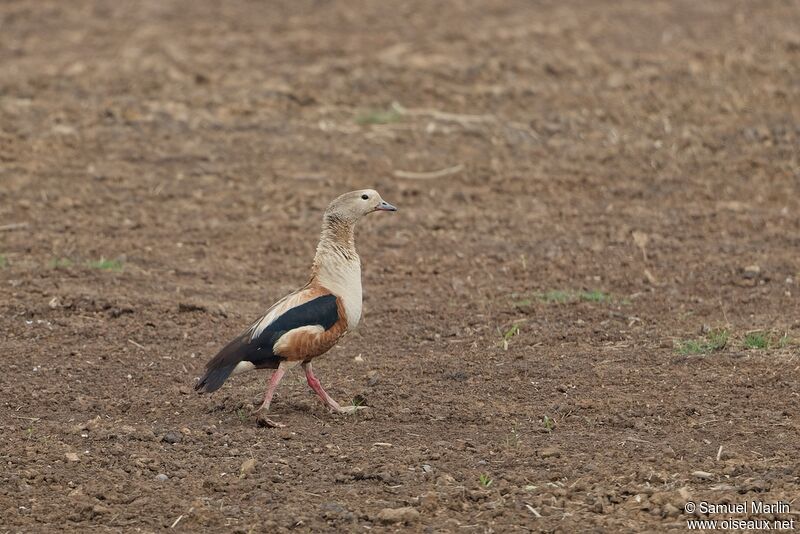 Orinoco Gooseadult