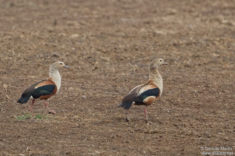 Orinoco Gooseadult