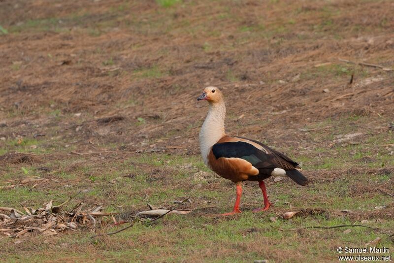 Orinoco Goose