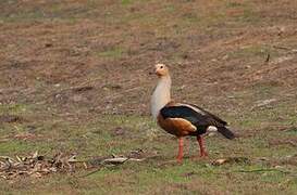 Orinoco Goose