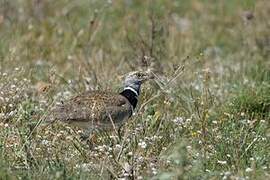 Little Bustard