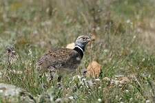 Outarde canepetière