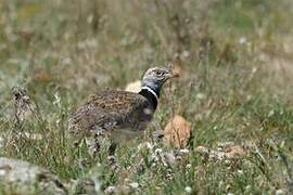 Little Bustard