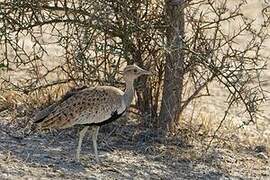 Savile's Bustard