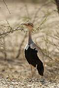 Savile's Bustard