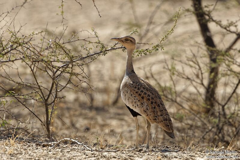 Savile's Bustard