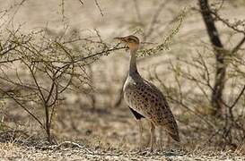 Savile's Bustard