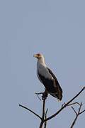 Palm-nut Vulture