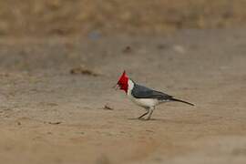 Red-crested Cardinal