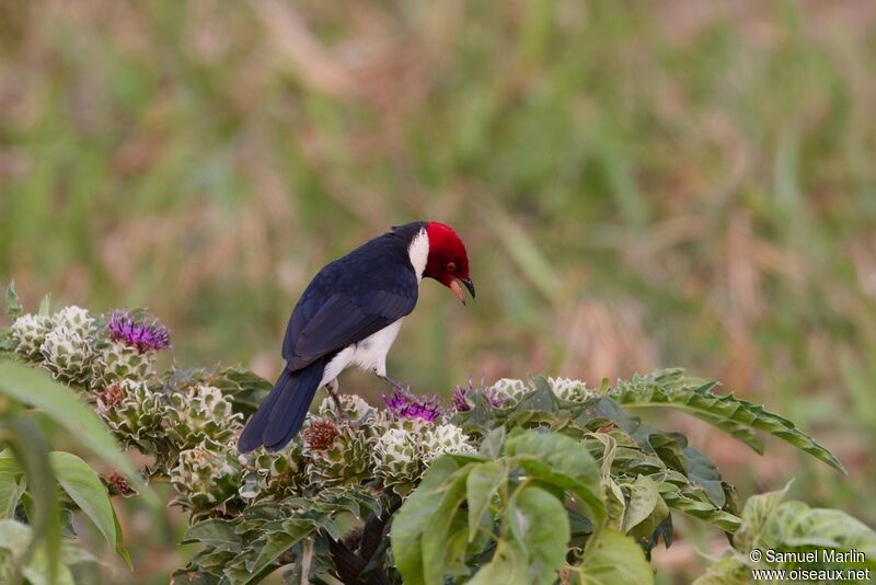 Red-capped Cardinaladult