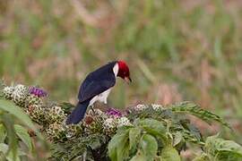 Red-capped Cardinal