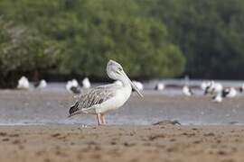 Pink-backed Pelican