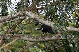 Blue-throated Piping Guan