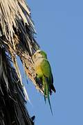 Cliff Parakeet