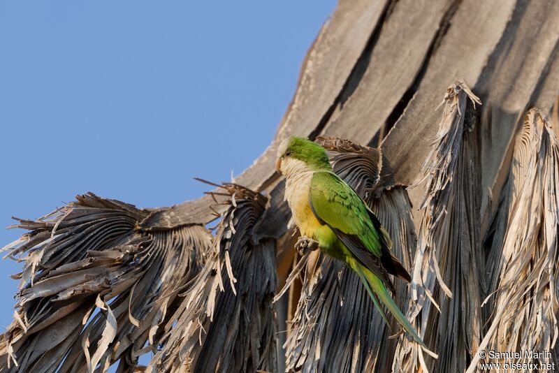 Cliff Parakeetadult