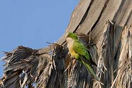 Cliff Parakeet