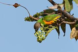 Senegal Parrot