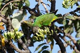 Senegal Parrot