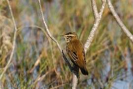 Sedge Warbler