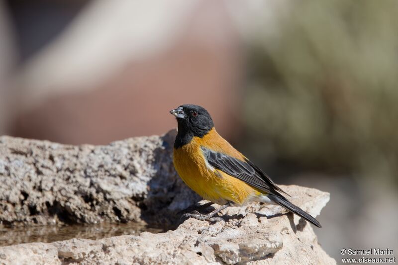 Black-hooded Sierra Finchadult