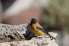 Black-hooded Sierra Finch