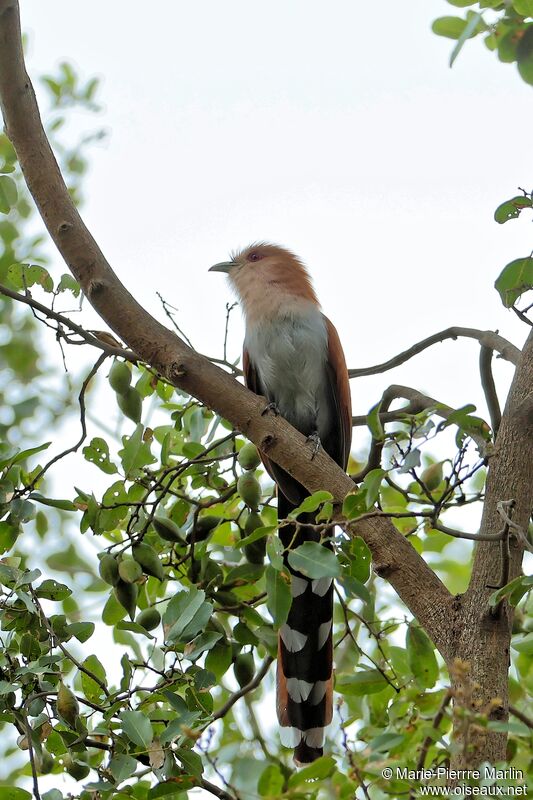 Piaye écureuiladulte