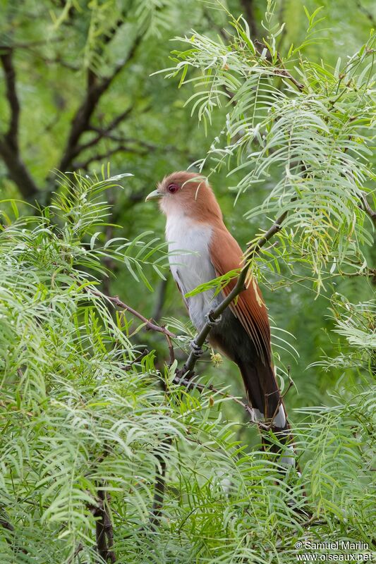 Piaye écureuiladulte