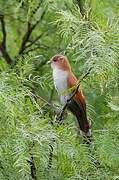 Squirrel Cuckoo