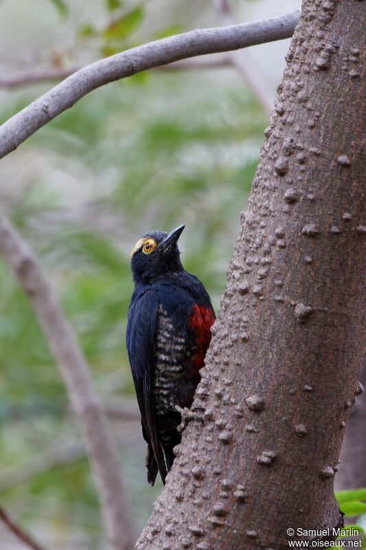 Yellow-tufted Woodpeckeradult