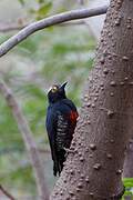 Yellow-tufted Woodpecker