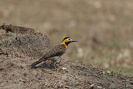 Campo Flicker