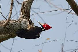 Crimson-crested Woodpecker