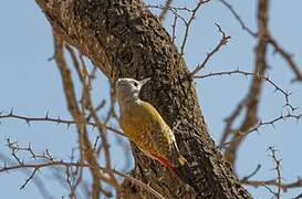 African Grey Woodpecker