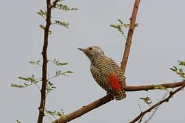 Little Grey Woodpecker