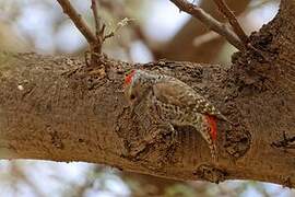 Little Grey Woodpecker