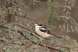 Woodchat Shrike