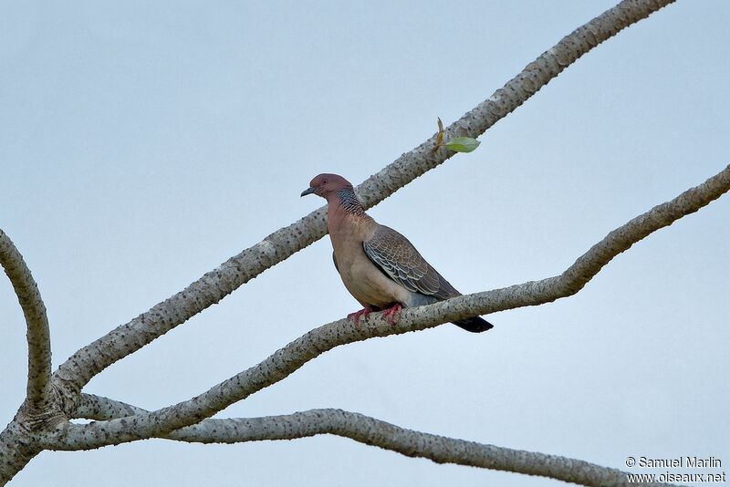 Picazuro Pigeon