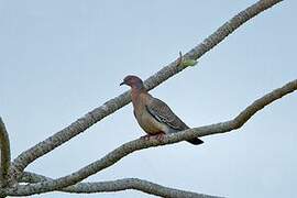 Picazuro Pigeon