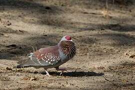 Speckled Pigeon