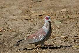 Speckled Pigeon