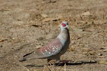 Pigeon roussard