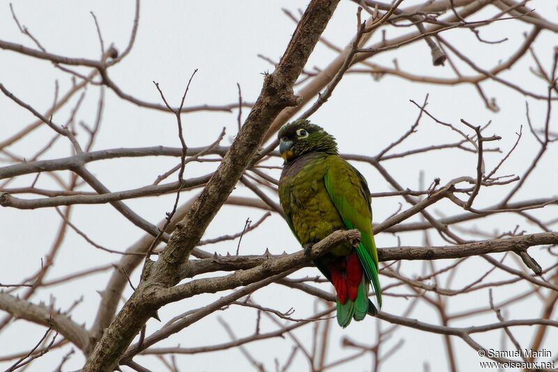 Scaly-headed Parrotadult