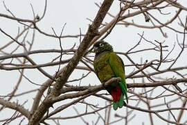 Scaly-headed Parrot