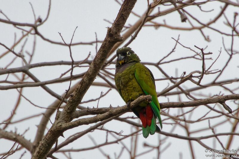 Scaly-headed Parrotadult