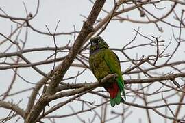 Scaly-headed Parrot