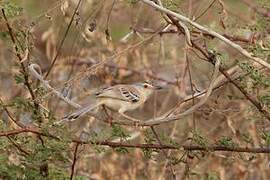 Cricket Warbler