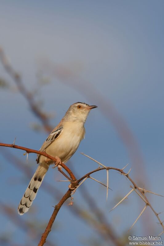 Prinia à front écailleuxadulte